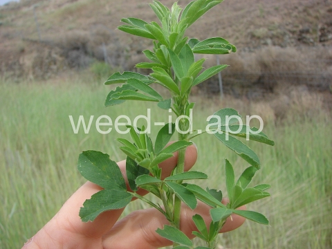 alfalfa
